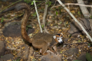 Lemur korunkatý